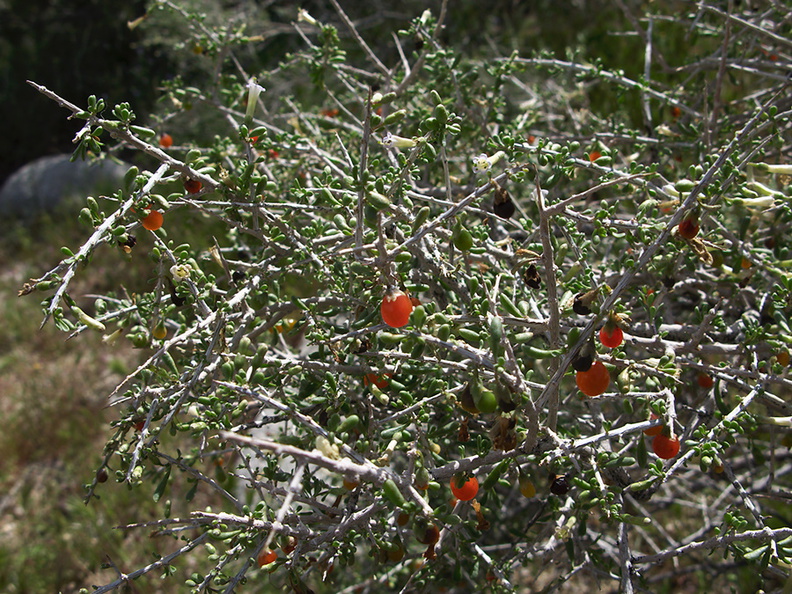 Lycium-andersonii-Andersons-thornbush-pictograph-trail-Blair-Valley-2011-03-17-IMG_7384.jpg