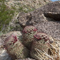 Mammillaria-dioica-fishhook-cactus-Blair-Valley-2011-03-17-IMG 7317