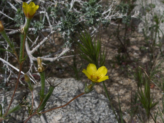 Mentzelia-albicaulis-small-flowered-blazing-star-pictograph-trail-Blair-Valley-2011-03-17-IMG 7390