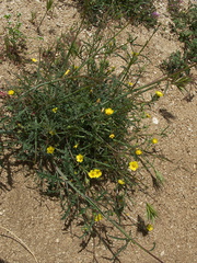 Mentzelia-albicaulis-small-flowered-blazing-star-pictograph-trail-Blair-Valley-2011-03-17-IMG 7393