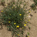 Mentzelia-albicaulis-small-flowered-blazing-star-pictograph-trail-Blair-Valley-2011-03-17-IMG 7393