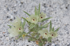 Mohavea-confertiflora-ghost-flower-in-wash-Palm-Springs-2011-03-17-IMG 1861