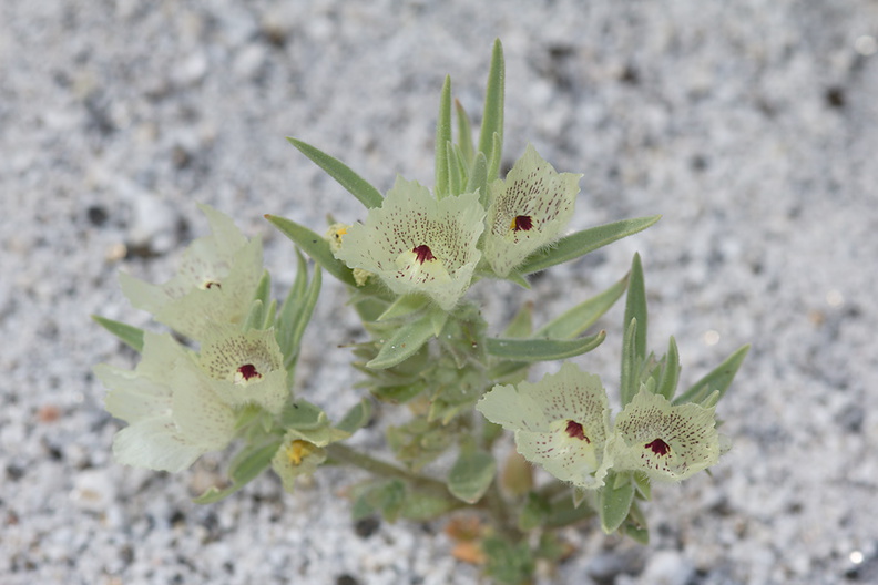 Mohavea-confertiflora-ghost-flower-in-wash-Palm-Springs-2011-03-17-IMG_1861.jpg