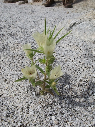 Mohavea-confertiflora-ghost-flower-in-wash-Palm-Springs-2011-03-17-IMG 7413