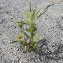 Mohavea-confertiflora-ghost-flower-in-wash-Palm-Springs-2011-03-17-IMG 7413