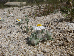 Monoptilon-bellioides-desert-star-pictograph-trail-Blair-Valley-2011-03-17-IMG 7381