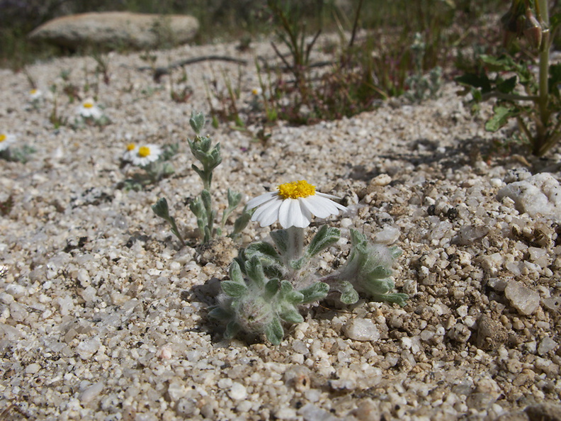 Monoptilon-bellioides-desert-star-pictograph-trail-Blair-Valley-2011-03-17-IMG_7381.jpg