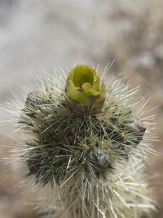 Opuntia-echinocarpa-silver-cholla-Palm-Springs-2011-03-17-IMG 1865