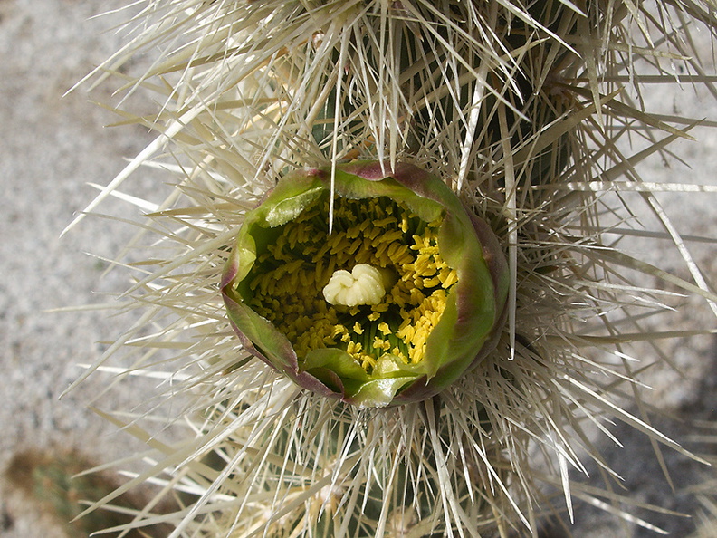 Opuntia-echinocarpa-silver-cholla-Palm-Springs-2011-03-17-IMG_7415.jpg