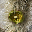 Opuntia-echinocarpa-silver-cholla-Palm-Springs-2011-03-17-IMG 7415