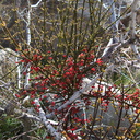 Phoradendron-californicum-pictograph-trail-Blair-Valley-2011-03-17-IMG 7365