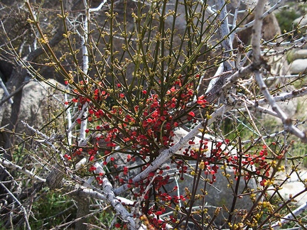 Phoradendron-californicum-pictograph-trail-Blair-Valley-2011-03-17-IMG 7365