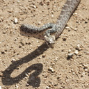 Pituophis-catenifer-gopher-snake-Blair-Valley-2011-03-17-IMG 1833