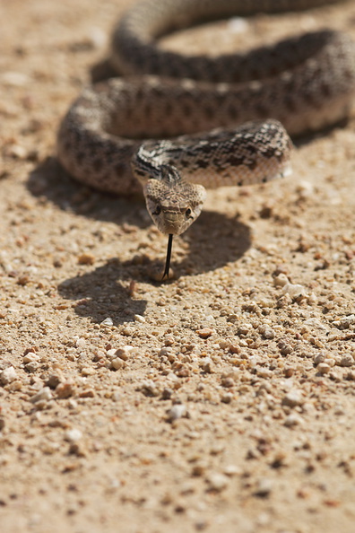 Pituophis-catenifer-gopher-snake-Blair-Valley-2011-03-17-IMG_1836.jpg