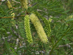 Prosopis-glandulosa-mesquite-inflorescence-Palm-Springs-2011-03-17-IMG 7407