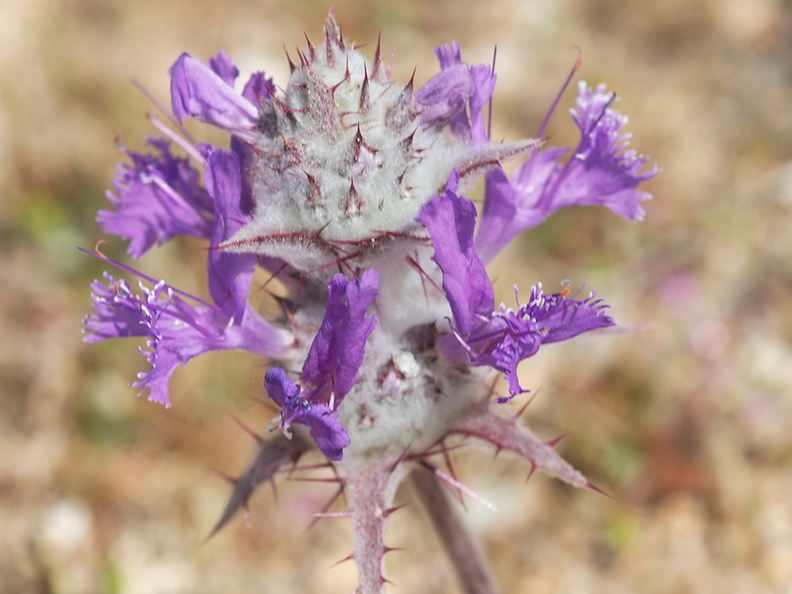Salvia-carduacea-thistle-sage-Blair-Valley-2011-03-17-IMG_1837.jpg