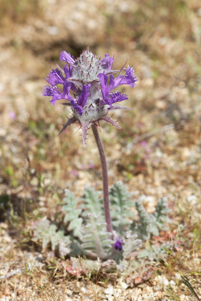 Salvia-carduacea-thistle-sage-Blair-Valley-2011-03-17-IMG_1840.jpg