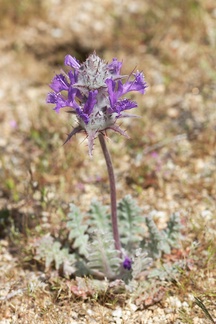 Salvia-carduacea-thistle-sage-Blair-Valley-2011-03-17-IMG 1840