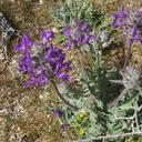 Salvia-carduacea-thistle-sage-Blair-Valley-2011-03-17-IMG 7362