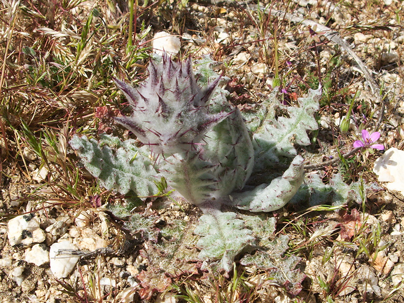 Salvia-carduacea-thistle-sage-Blair-Valley-2011-03-17-IMG_7364.jpg