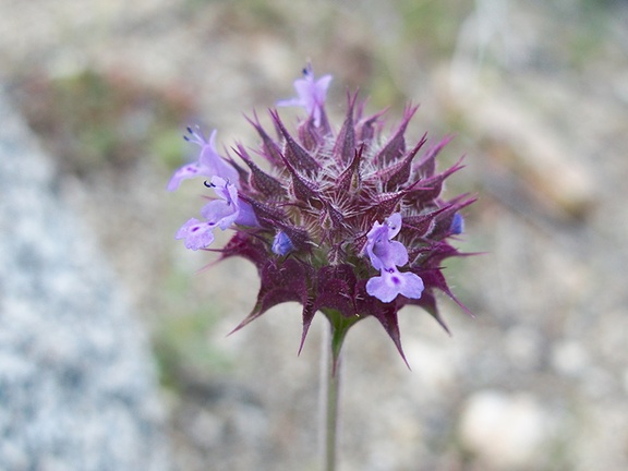 Salvia-columbariae-chia-Blair-Valley-2011-03-18-IMG 7438