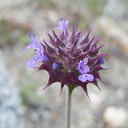 Salvia-columbariae-chia-Blair-Valley-2011-03-18-IMG 7438