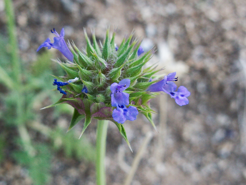 Salvia-columbariae-chia-bluer-reduced-anthocyanin-form-Blair-Valley-2011-03-18-IMG_7441.jpg