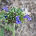 Salvia-columbariae-chia-bluer-reduced-anthocyanin-form-Blair-Valley-2011-03-18-IMG 7441