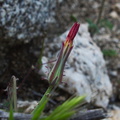Tragopogon-porrifolius-purple-salsify-in-bud-Blair-Valley-2011-03-18-IMG_7436.jpg
