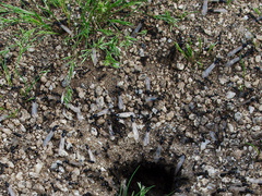 ants-alates-emerging-campsite-Blair-Valley-2011-03-17-IMG 7304