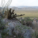 view-ocotillo-cholla-Blair-Valley-2011-03-18-IMG 7434