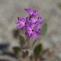 Abronia-villosa-sand-verbena-June-Wash-Anza-Borrego-2012-03-12-IMG 4236