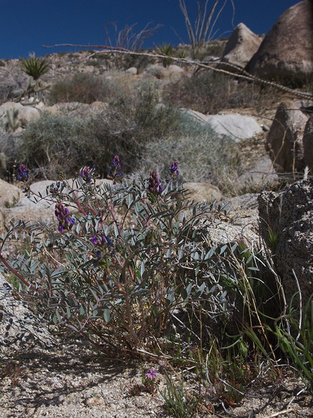 Astragalus-sp-palmeri-milkvetch-Blair-Valley-pictographs-trail-Anza-Borrego-2012-03-11-IMG_0855.jpg