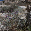 Astragalus-sp-palmeri-milkvetch-Blair-Valley-pictographs-trail-Anza-Borrego-2012-03-11-IMG 0855