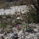 Camissonia-claviformis-Mimulus-community-Blair-Valley-pictographs-trail-Anza-Borrego-2012-03-11-IMG 0909