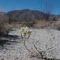 Camissonia-claviformis-browneyed-primrose-June-Wash-Anza-Borrego-2012-03-12-IMG 1019