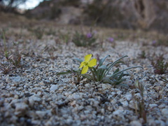 Camissonia-micrantha-miniature-suncup-Blair-Valley-Anza-Borrego-2012-03-11-IMG 0804