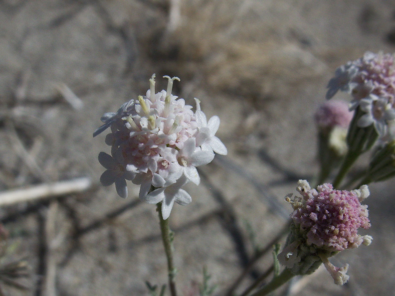 Chaenactis-fremontii-desert-pincushion-June-Wash-Anza-Borrego-2012-03-12-IMG_0993.jpg