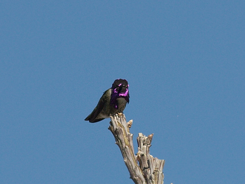 Costas-hummingbird-Visitors-Center-garden-Anza-Borrego-2012-03-11-IMG_4230.jpg