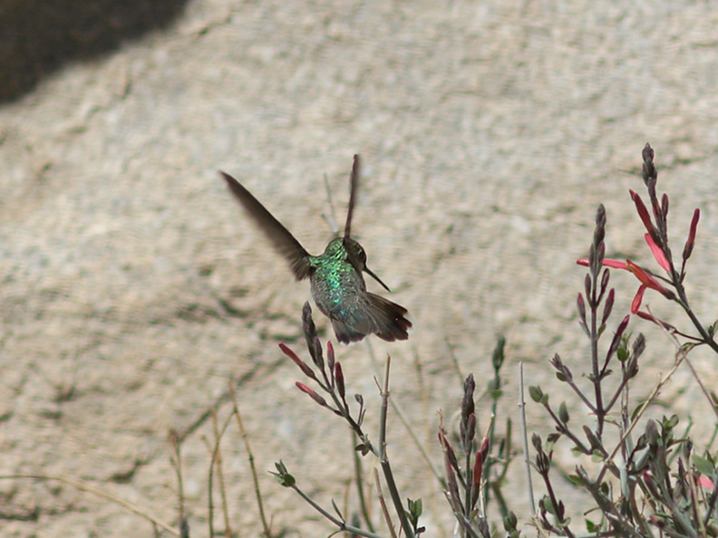 Costas-hummingbird-near-overlook-to-Vallecito-Blair-Valley-pictographs-trail-Anza-Borrego-2012-03-11-IMG_4162.jpg