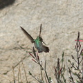 Costas-hummingbird-near-overlook-to-Vallecito-Blair-Valley-pictographs-trail-Anza-Borrego-2012-03-11-IMG 4162