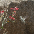 Costas-hummingbird-near-overlook-to-Vallecito-Blair-Valley-pictographs-trail-Anza-Borrego-2012-03-11-IMG 4178
