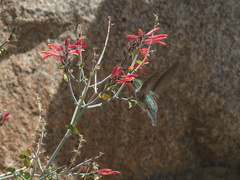 Costas-hummingbird-near-overlook-to-Vallecito-Blair-Valley-pictographs-trail-Anza-Borrego-2012-03-11-IMG 4180