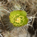 Cylindropuntia-echinocarpa-silver-cholla-June-Wash-Anza-Borrego-2012-03-12-IMG_4261.jpg
