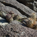 Escobaria-vivipara-foxtail-cactus-Blair-Valley-campsite-2012-02-19-IMG 4031