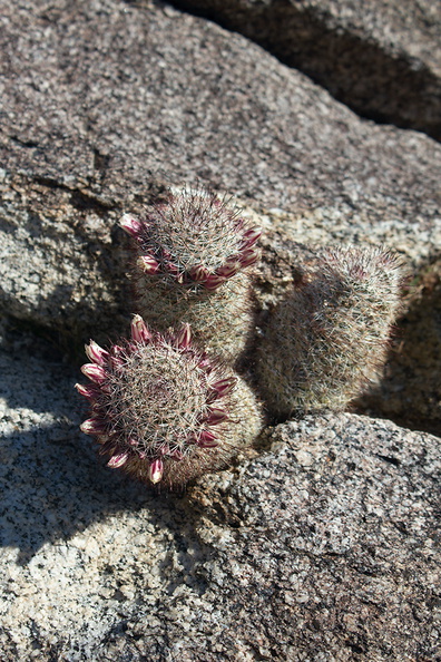 Escobaria-vivipara-foxtail-cactus-Blair-Valley-campsite-2012-02-19-IMG_4033.jpg