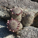Escobaria-vivipara-foxtail-cactus-Blair-Valley-campsite-2012-02-19-IMG 4033