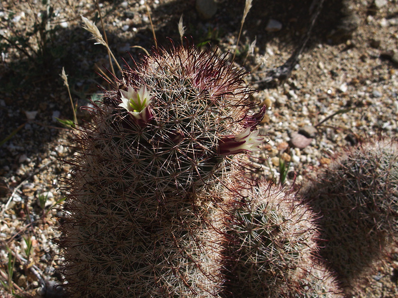 Escobaria-vivipara-foxtail-cactus-Rainbow-Canyon-2012-02-18-IMG_0505.jpg