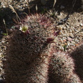 Escobaria-vivipara-foxtail-cactus-Rainbow-Canyon-2012-02-18-IMG 0505