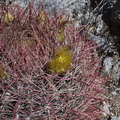 Ferocactus-cylindraceus-barrel-cactus-Blair-Valley-pictographs-trail-Anza-Borrego-2012-03-11-IMG 0905